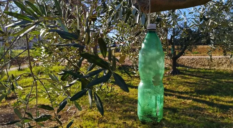 Miglior trattamento mosca dell’olivo trappola
