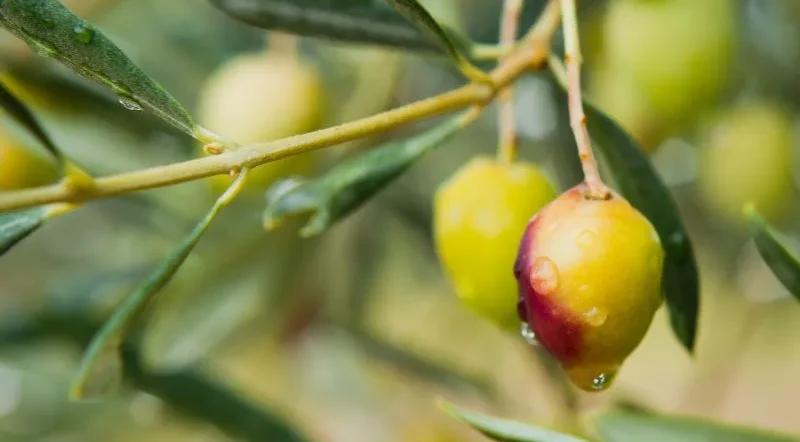miglior trattamento mosca dell'olivo