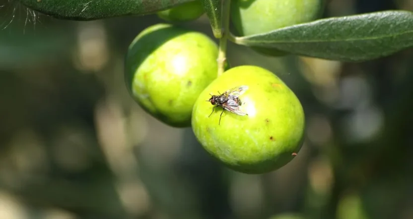 Miglior trattamento mosca dell’olivo