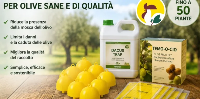 miglior trattamento mosca dell'olivo