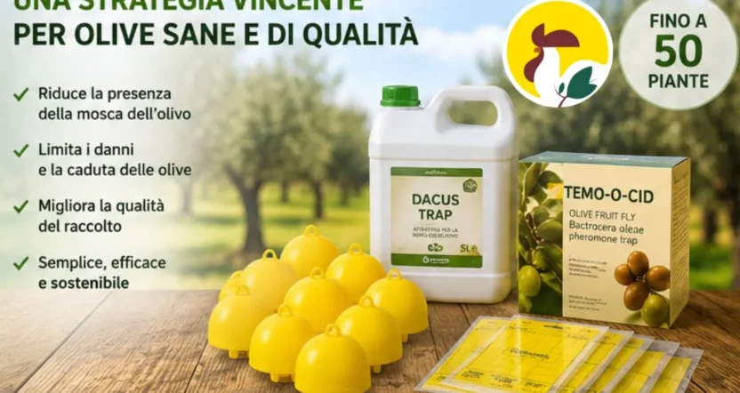 miglior trattamento mosca dell'olivo