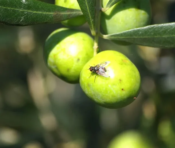 Trattamento mosca dell'olivo per proteggere le olive dagli attacchi del parassita
