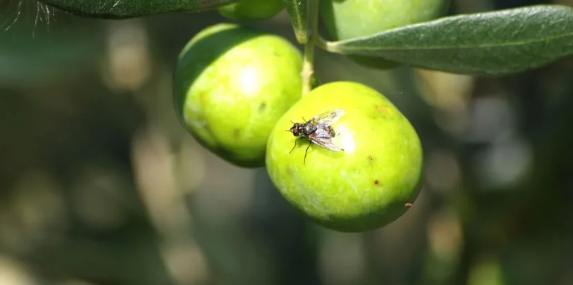 Trattamento mosca dell'olivo per proteggere le olive dagli attacchi del parassita