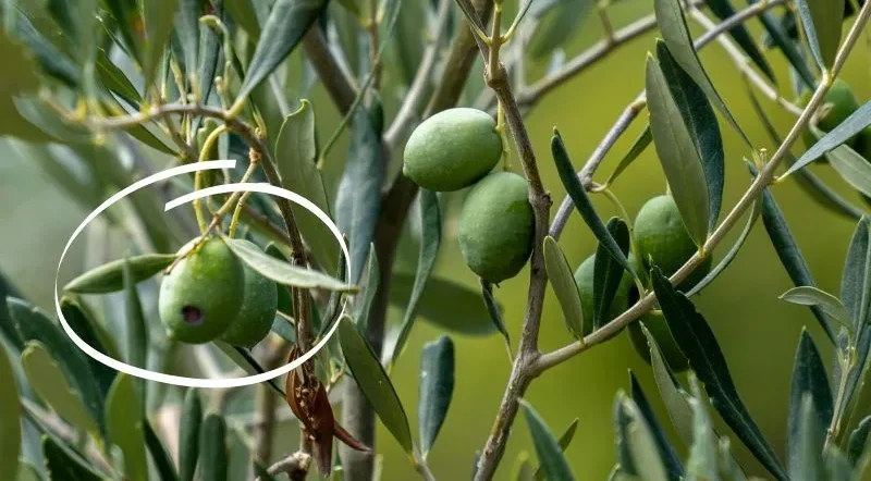 Mosca dell’olivo sui frutti con danni alle olive e rischio cascola della pianta.