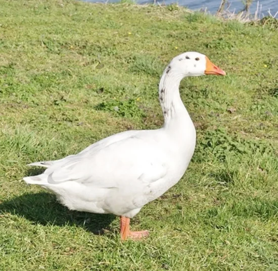 Oca Italiana in vendita