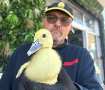 Oca Italiana in vendita