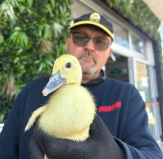 Oca Italiana in vendita