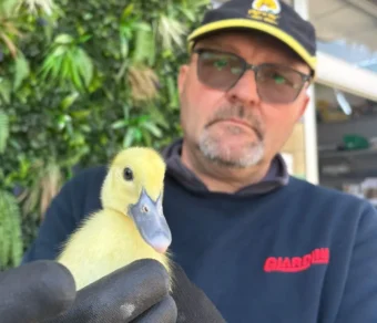 Oca Italiana in vendita