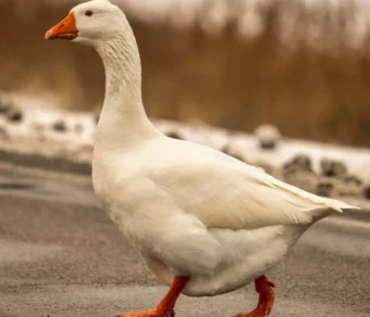 Oca Italiana in vendita