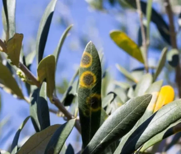 occhio di pavone dell'olivo