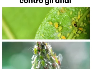 olio bianco per piante afidi
