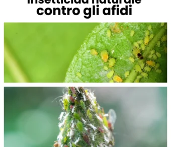 Olio Bianco per piante Insetticida Naturale