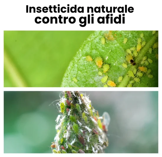 Olio Bianco per piante Insetticida Naturale