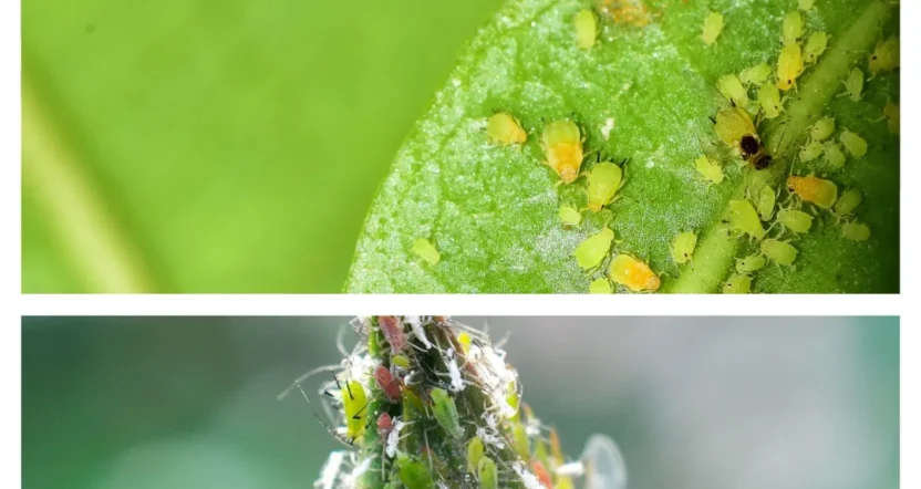 olio bianco per piante afidi