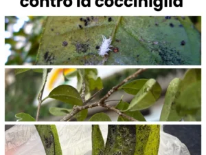 olio bianco per piante cocciniglia