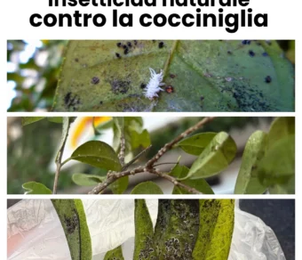 Olio Bianco per piante Insetticida Naturale