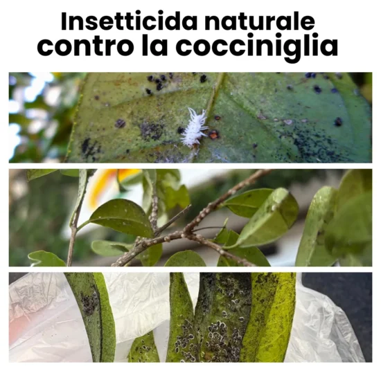 Olio Bianco per piante Insetticida Naturale