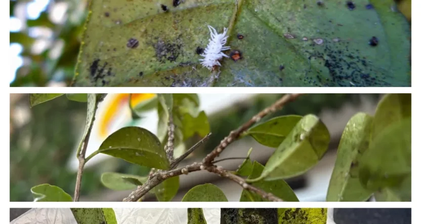 olio bianco per piante cocciniglia