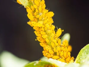 olio di neem per piante con afidi gialli