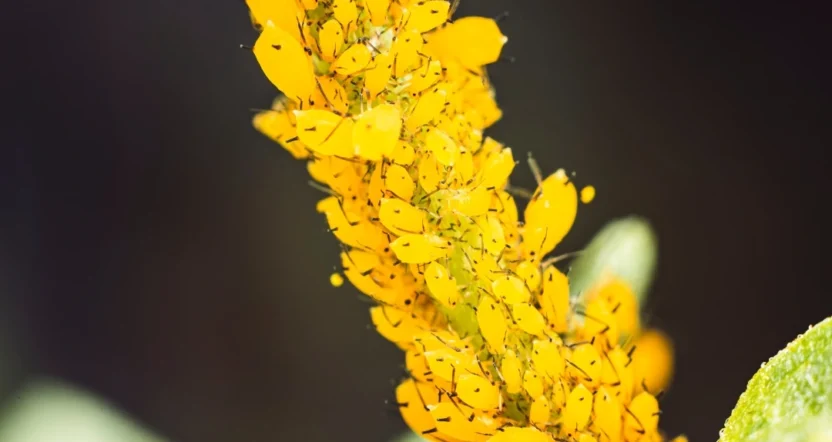 olio di neem per piante con afidi gialli