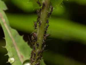 olio di neem per piante con afidi neri