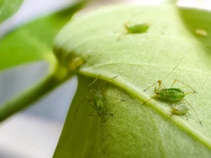 olio di neem per piante con afidi verdi