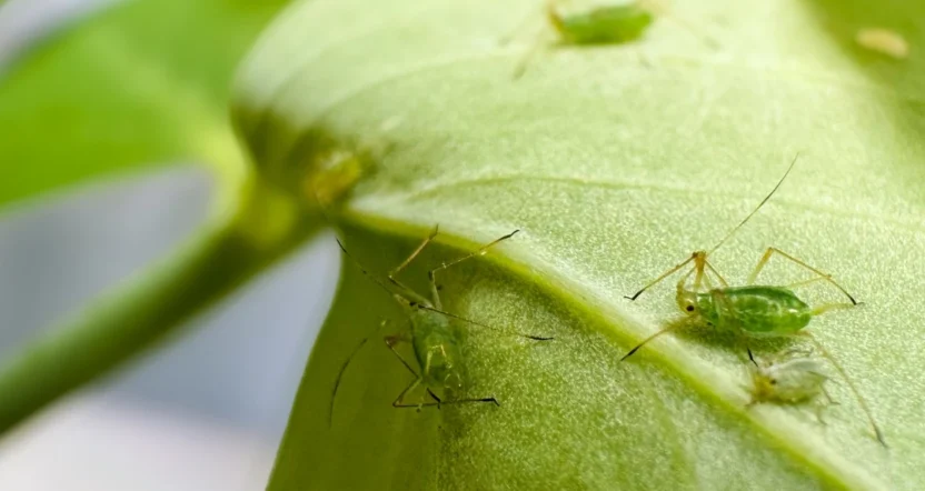 olio di neem per piante con afidi verdi