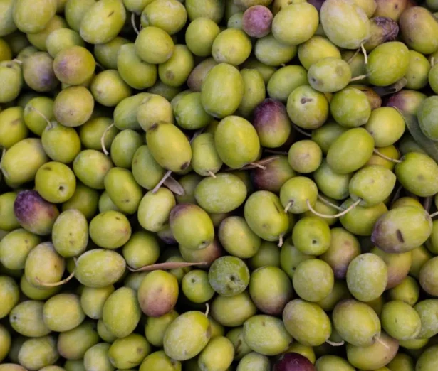 Foglie di olivo sane e resistenti grazie a un trattamento completo contro stress e malattie fungine.