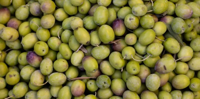 Foglie di olivo sane e resistenti grazie a un trattamento completo contro stress e malattie fungine.