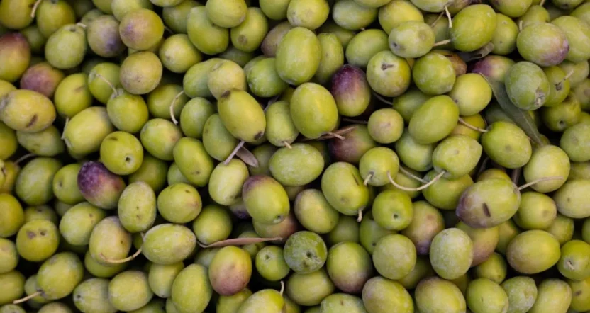 Foglie di olivo sane e resistenti grazie a un trattamento completo contro stress e malattie fungine.