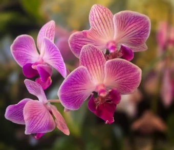 Concime per Orchidee – Nutrimento Specifico