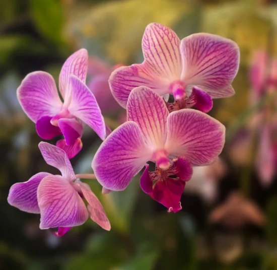 Concime per Orchidee – Nutrimento Specifico