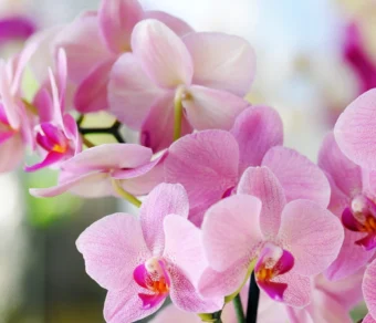 Concime per Orchidee – Nutrimento Specifico