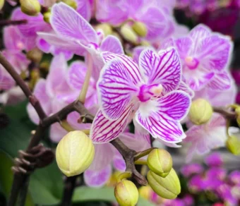 Concime per Orchidee – Nutrimento Specifico
