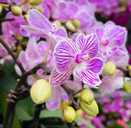 Concime per Orchidee – Nutrimento Specifico