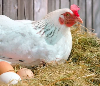 Paglia per lettiera pollaio da 1 Kg