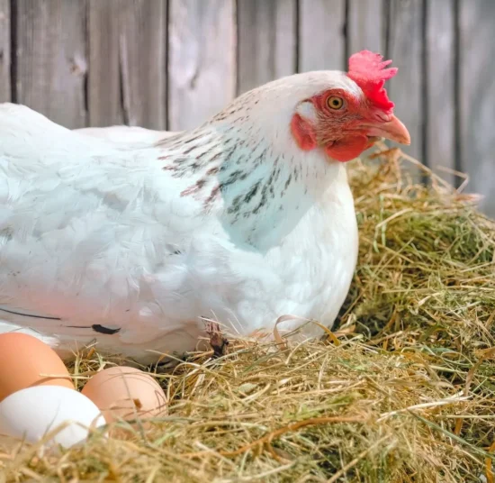 Paglia per lettiera pollaio da 1 Kg