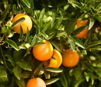 Concime per Agrumi– Nutrimento completo per piante sane