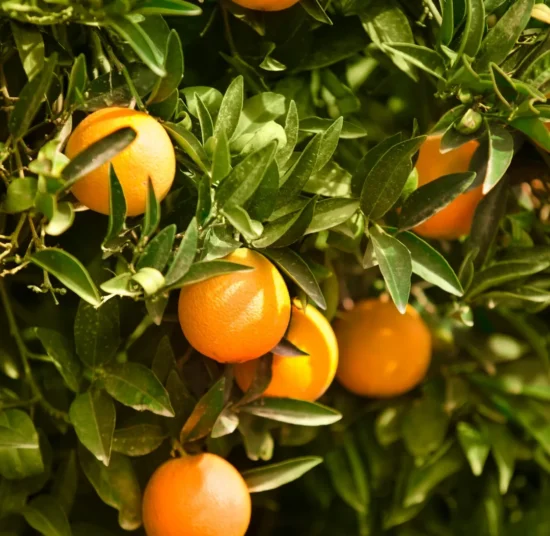 Concime per Agrumi– Nutrimento completo per piante sane