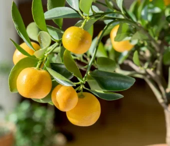 Concime per Agrumi– Nutrimento completo per piante sane