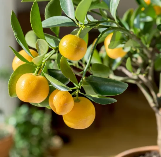 Concime per Agrumi– Nutrimento completo per piante sane