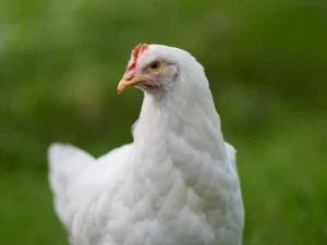 Pollo Bianco da allevamento: perfetto per il pollaio domestico