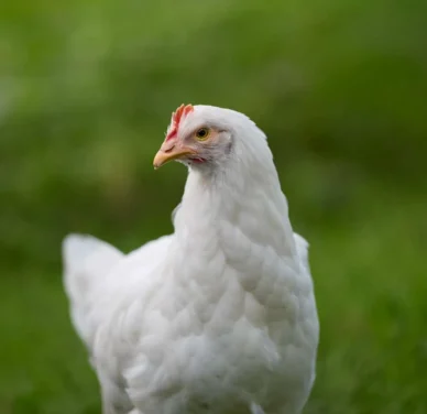 Pollo Bianco da allevamento: perfetto per il pollaio domestico