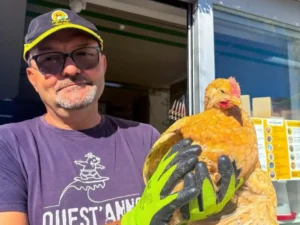 Pollo Kabir da Allevamento Selezionato su Prenotazione