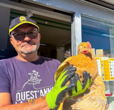Pollo Kabir da Allevamento Selezionato su Prenotazione