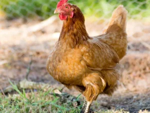 Pollo Rosso da allevamento: razza super pesante