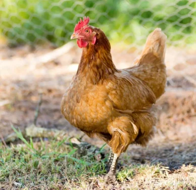 Pollo Rosso da allevamento: razza super pesante