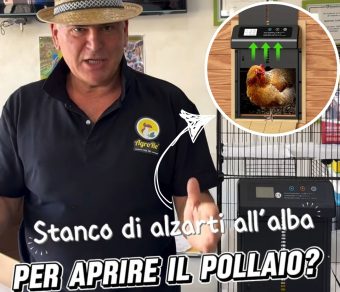 Porta automatica pollaio