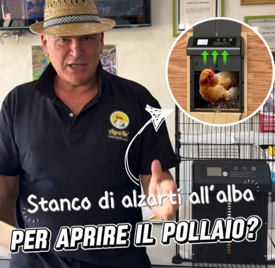 Porta automatica pollaio