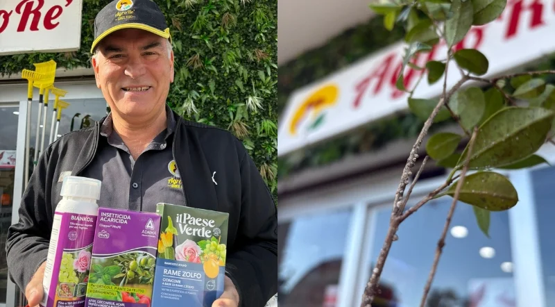 rimedi e prodotti per la cocciniglia sul limone di AgroRe' Roma